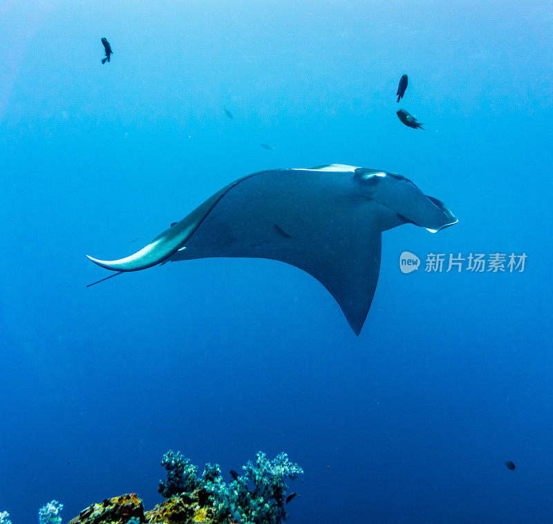 海洋蝠鲼(Manta birostris)游过清洁站。在世界自然保护联盟的红色名单中，这些优雅的动物正在成为野外罕见的景象。